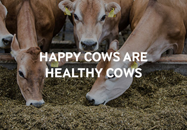 Šťastná kráva produkuje více kvalitnějšího mléka. Šťastné krávy = zdravé krávy = lepší mléko